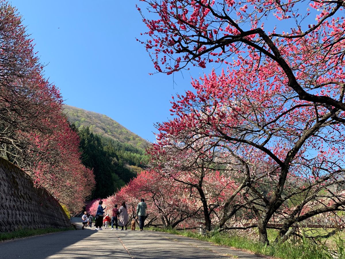 鯉のぼりと🌸
鮎の塩焼きを囲炉裏で🐟
