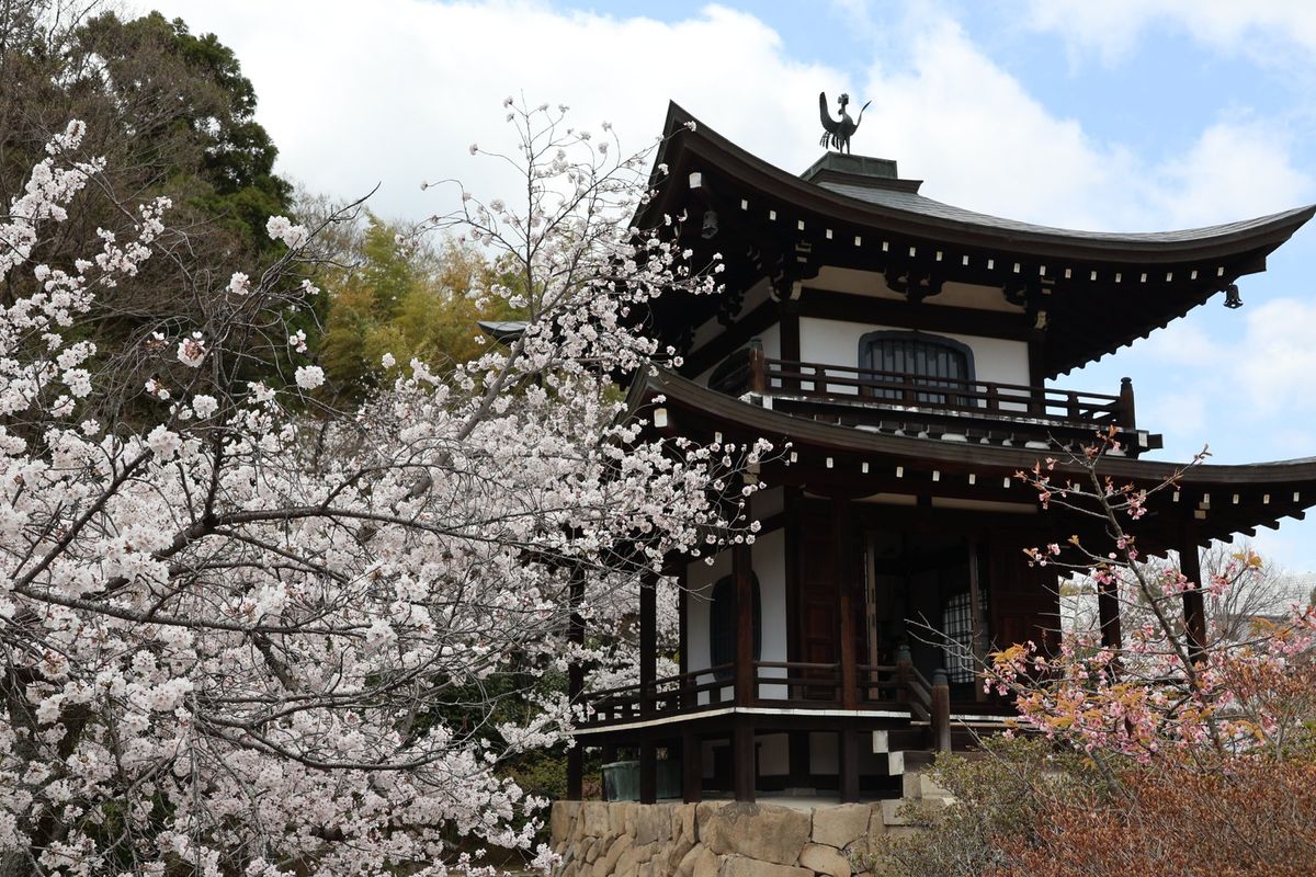 勧修寺の桜もきれいでした