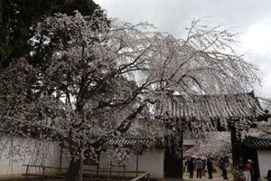 秀吉が最後に花見を行った醍醐寺。ここの桜は見事です。