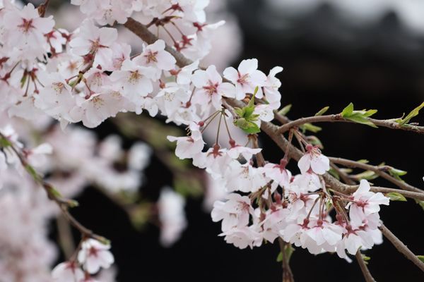 日本・京都府「2025年春・そうだ京都にお花見に行こ！」の写真