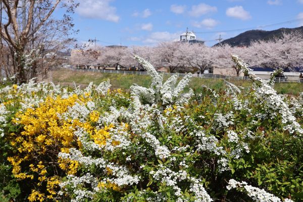 日本・京都府「2025年春・そうだ京都にお花見に行こ！」の写真：山科川のレンギョウとユキヤナギ