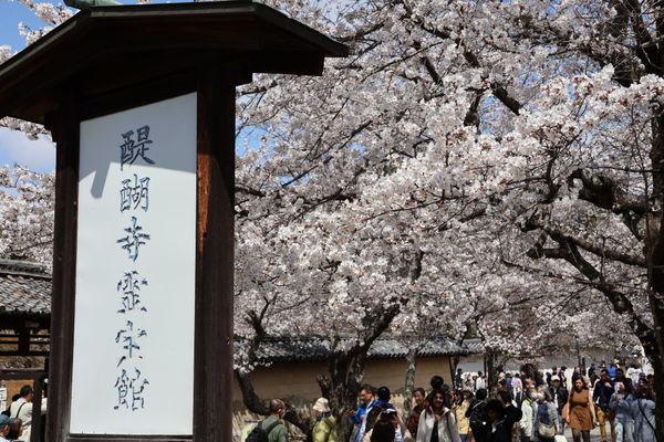 日本・京都府「2025年春・そうだ京都にお花見に行こ！」の写真