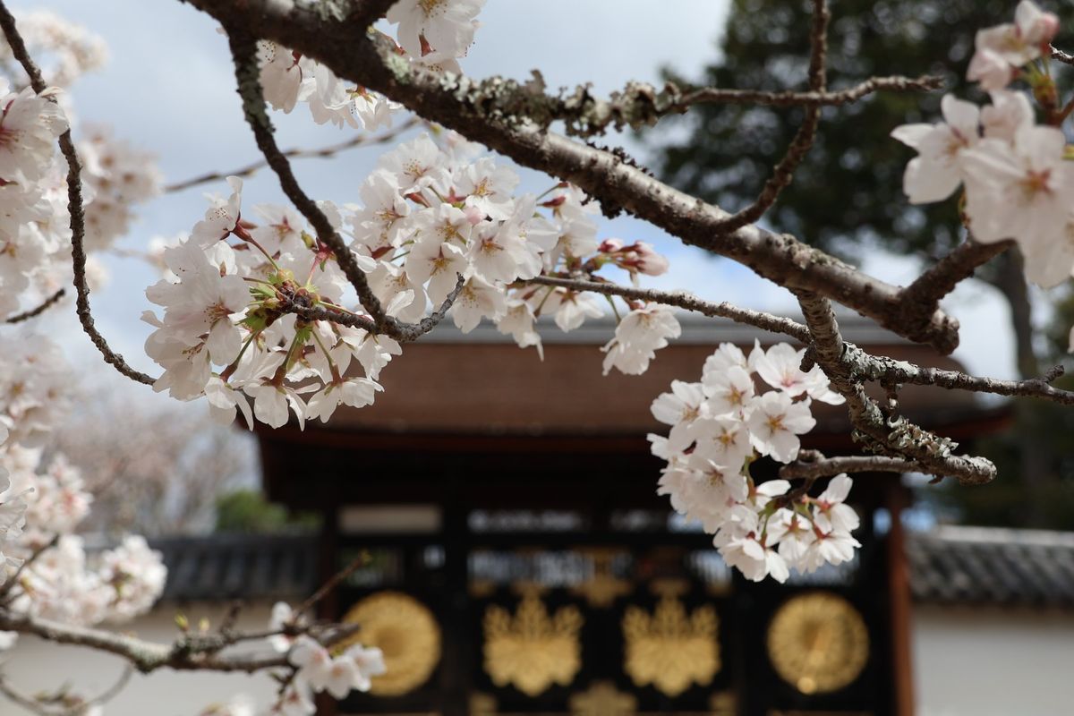 秀吉が最後に花見を行った醍醐寺。ここの桜は見事です。