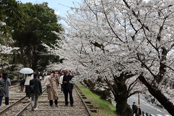 日本・京都府「2025年春・そうだ京都にお花見に行こ！」の写真：蹴上インクライン
