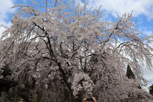 秀吉が最後に花見を行った醍醐寺。ここの桜は見事です。