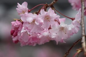 勧修寺