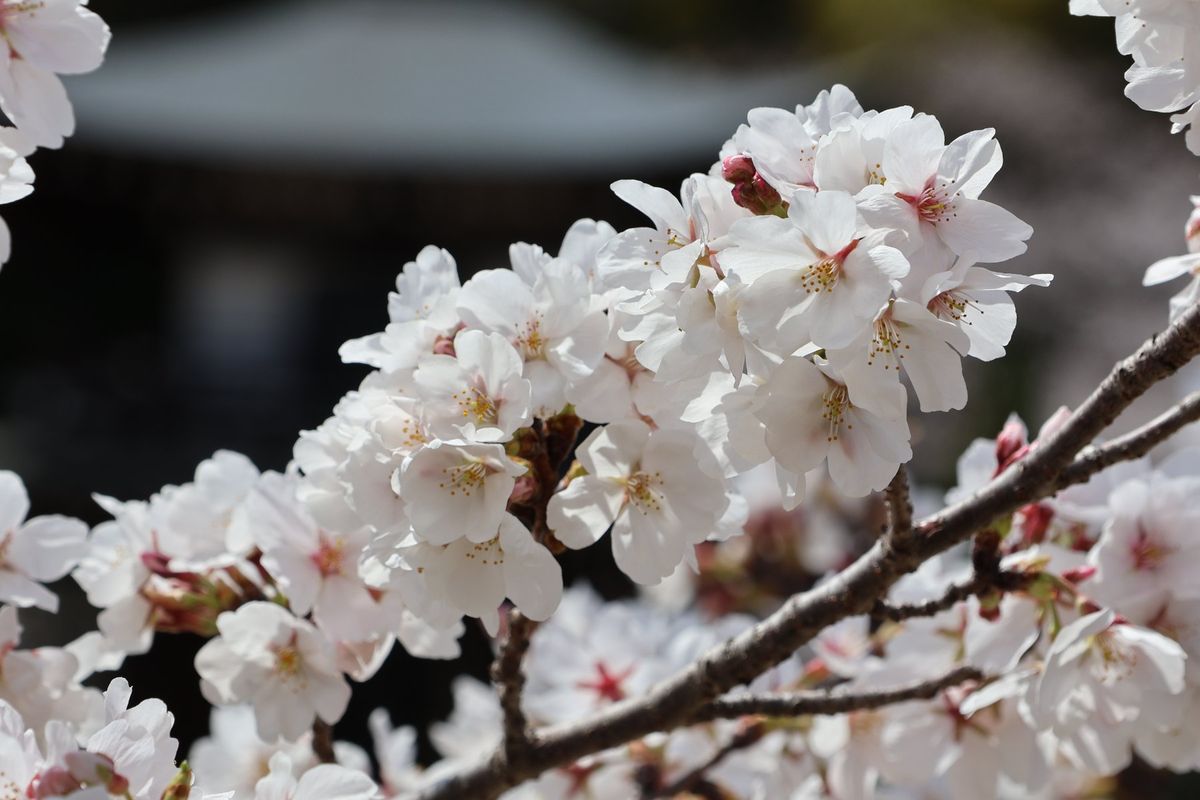 勧修寺の桜もきれいでした