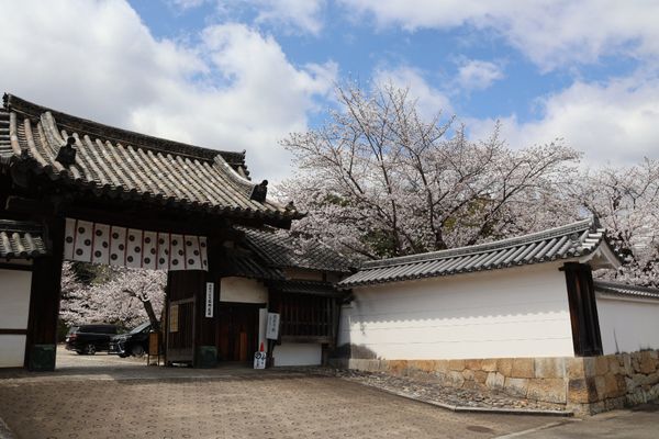 日本・京都府「2025年春・そうだ京都にお花見に行こ！」の写真：勧修寺