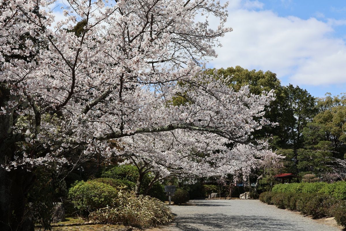 小野小町にゆかりのある随心院
