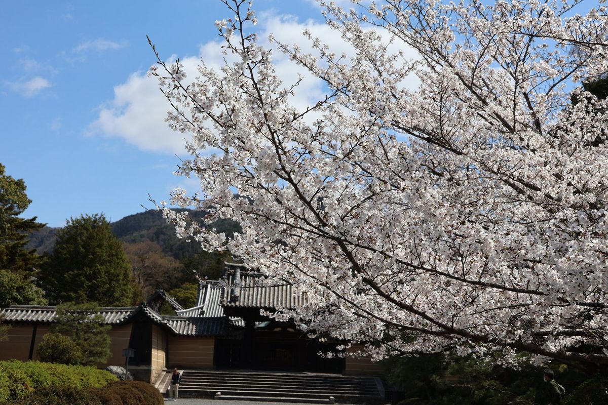 小野小町にゆかりのある随心院