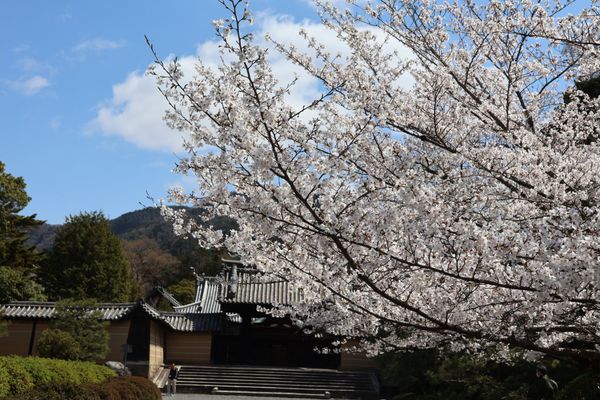 日本・京都府「2025年春・そうだ京都にお花見に行こ！」の写真：小野小町にゆかりのある随心院
