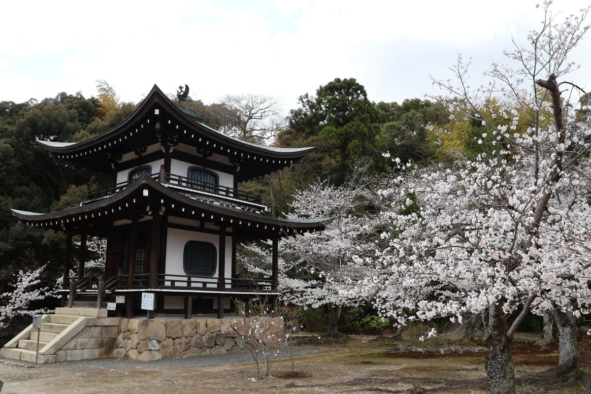 勧修寺の桜もきれいでした