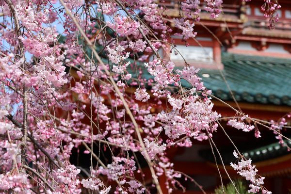 日本・京都府「2025年春・そうだ京都にお花見に行こ！」の写真：平安神宮