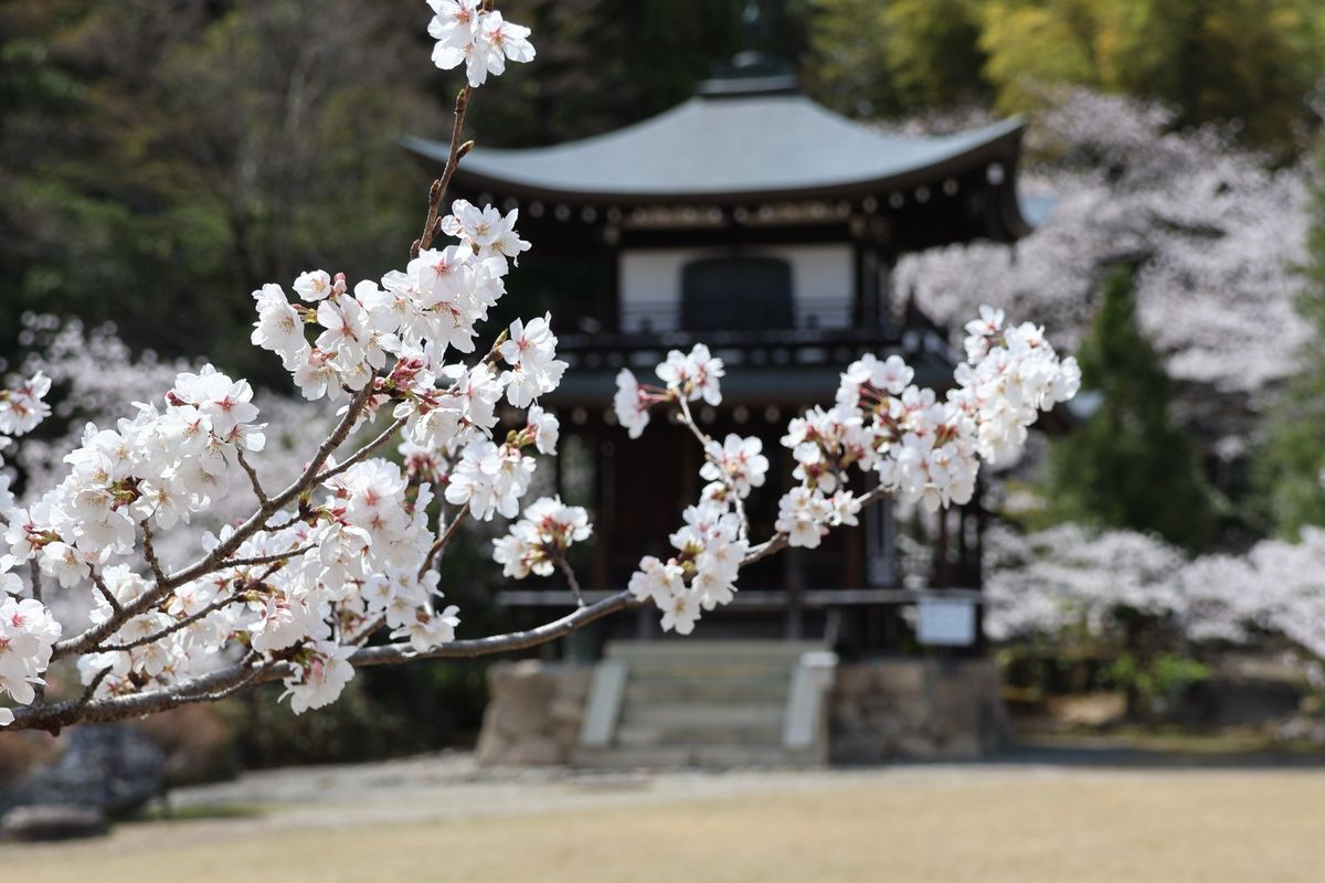 勧修寺の桜もきれいでした