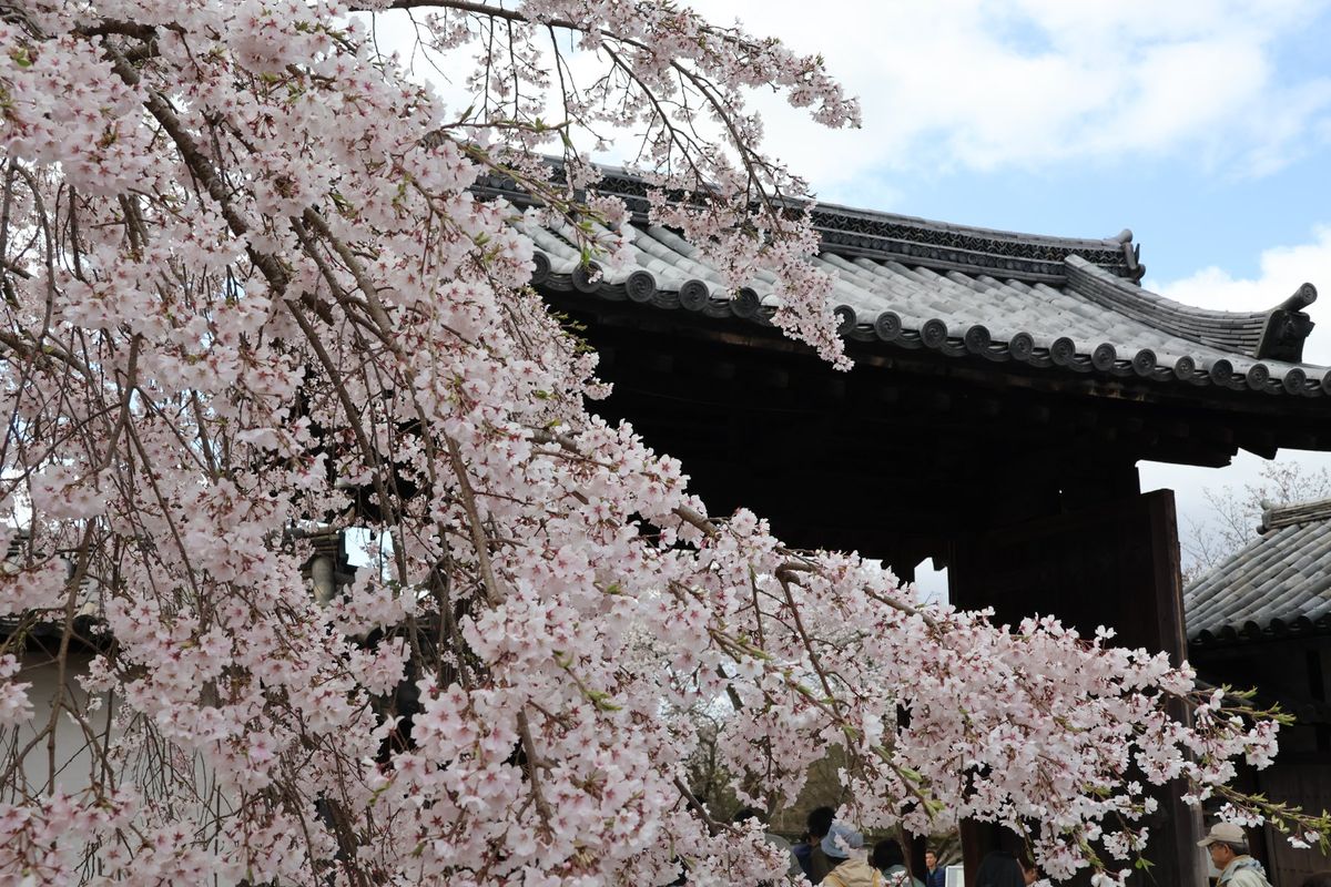 秀吉が最後に花見を行った醍醐寺。ここの桜は見事です。