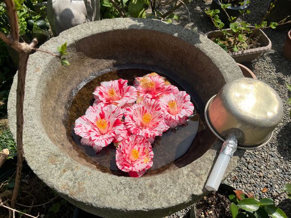 日本「京都旅行」の写真