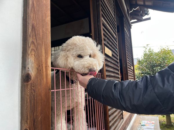 日本「京都旅行」の写真