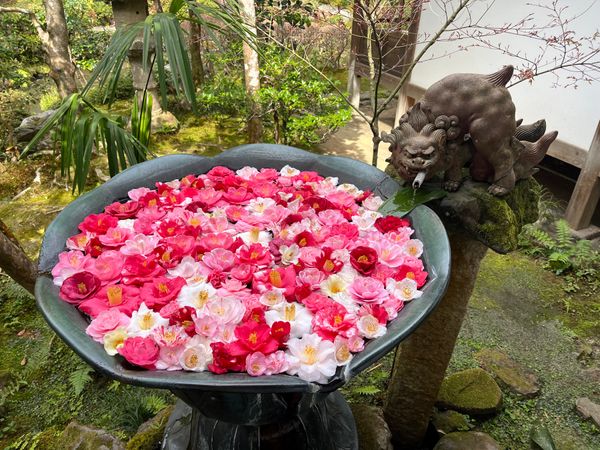 日本「京都旅行」の写真