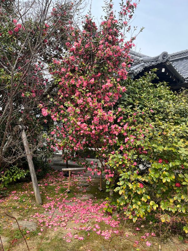 日本「京都旅行」の写真