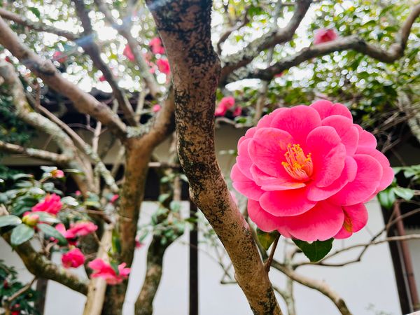 日本「京都旅行」の写真