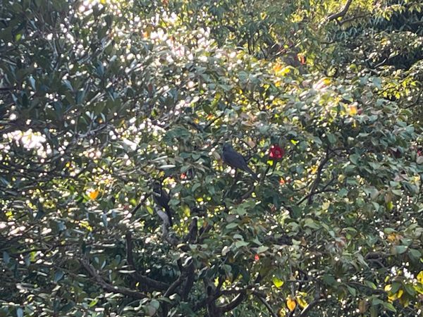 日本「京都旅行」の写真