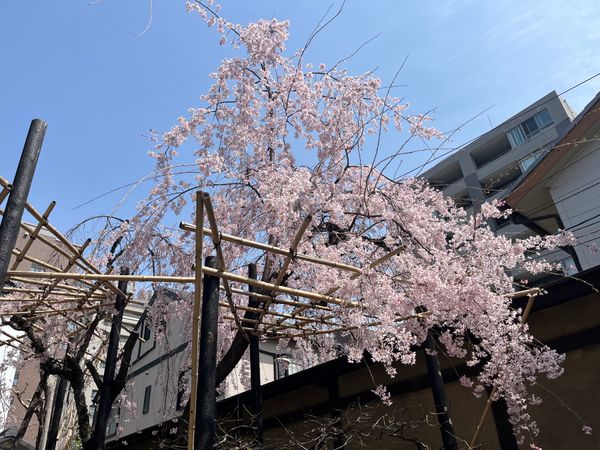 日本「京都旅行」の写真