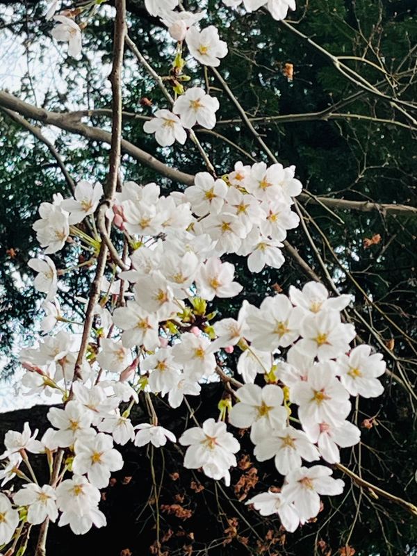 日本「京都旅行」の写真