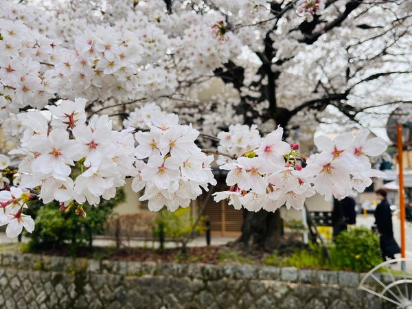 日本「京都旅行」の写真