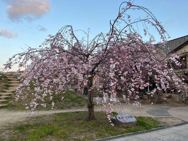 日本「京都旅行」の写真