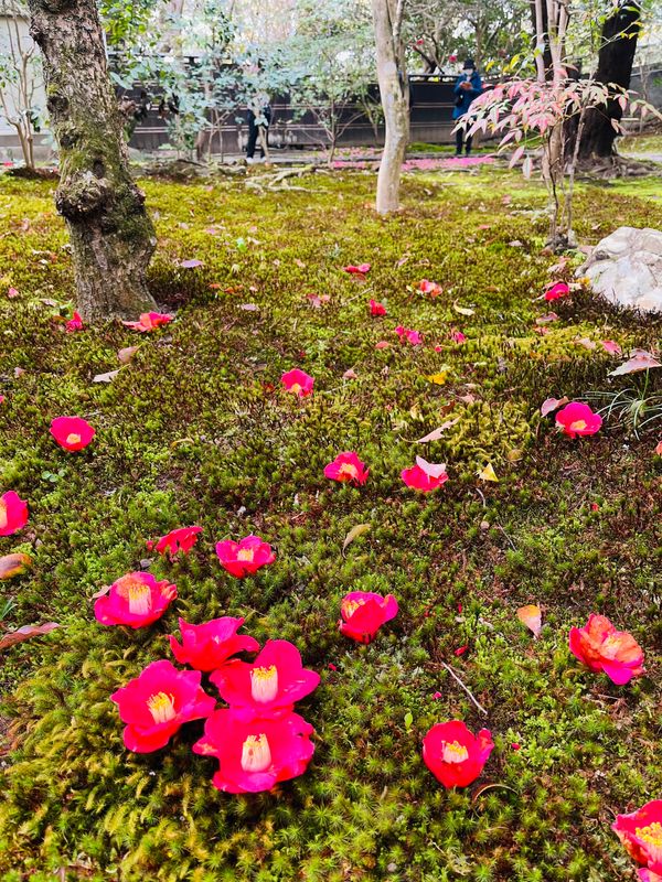 日本「京都旅行」の写真