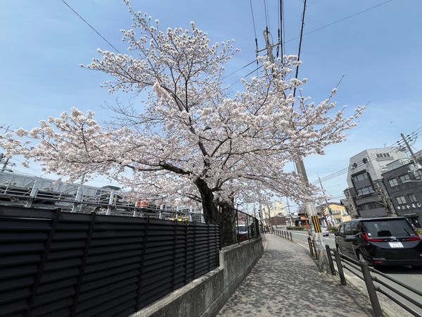 日本「京都旅行」の写真