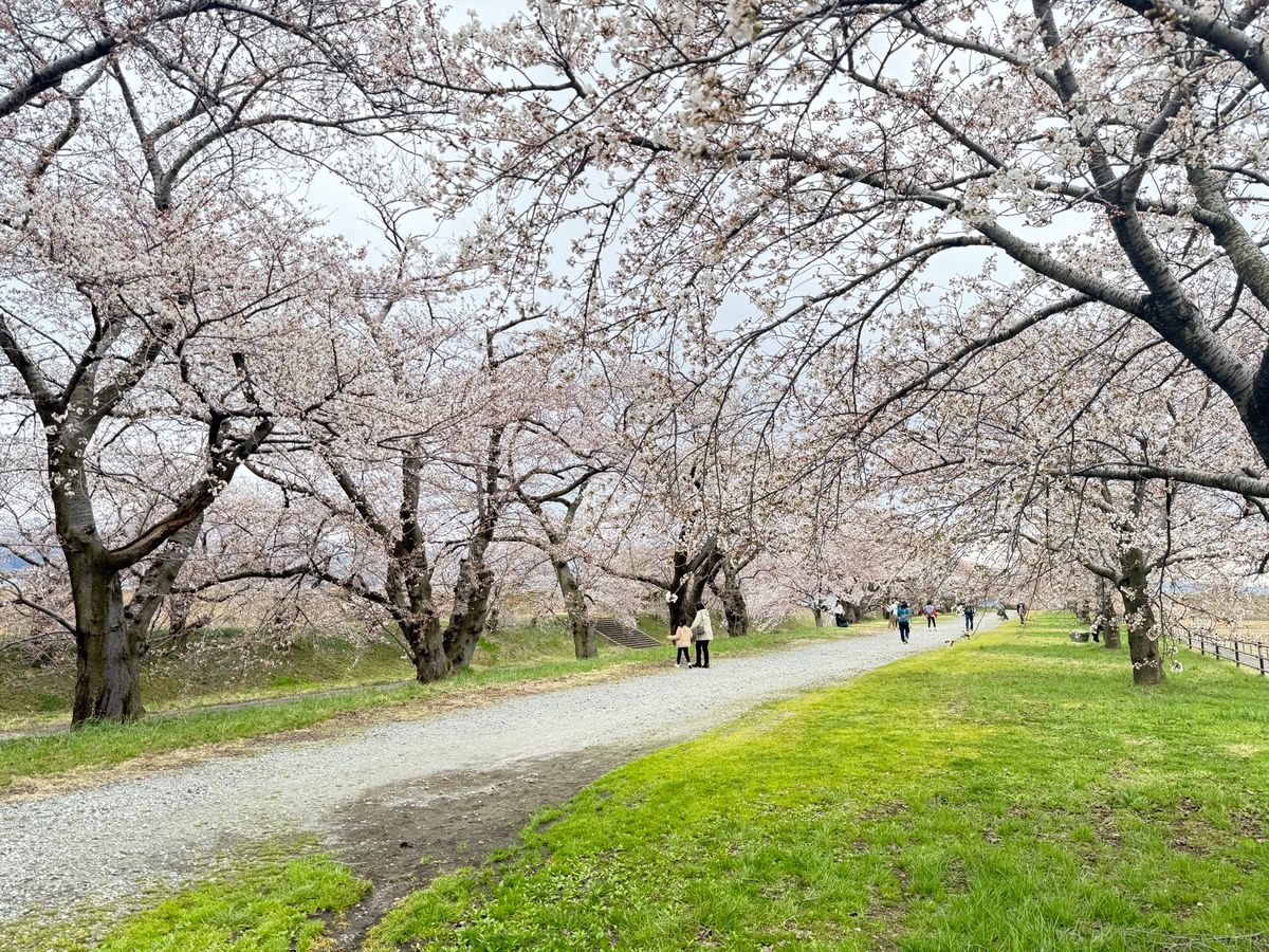 2日目は目的の春の四重奏！あいにくの曇り空。そして二重奏。けど立山連峰バッ...