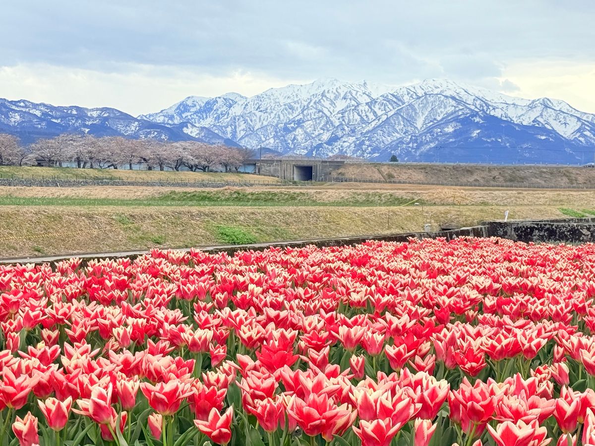 2日目は目的の春の四重奏！あいにくの曇り空。そして二重奏。けど立山連峰バッ...