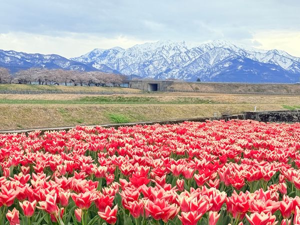日本・富山県「2025富山」の写真：2日目は目的の春の四重奏！あいにくの曇り...