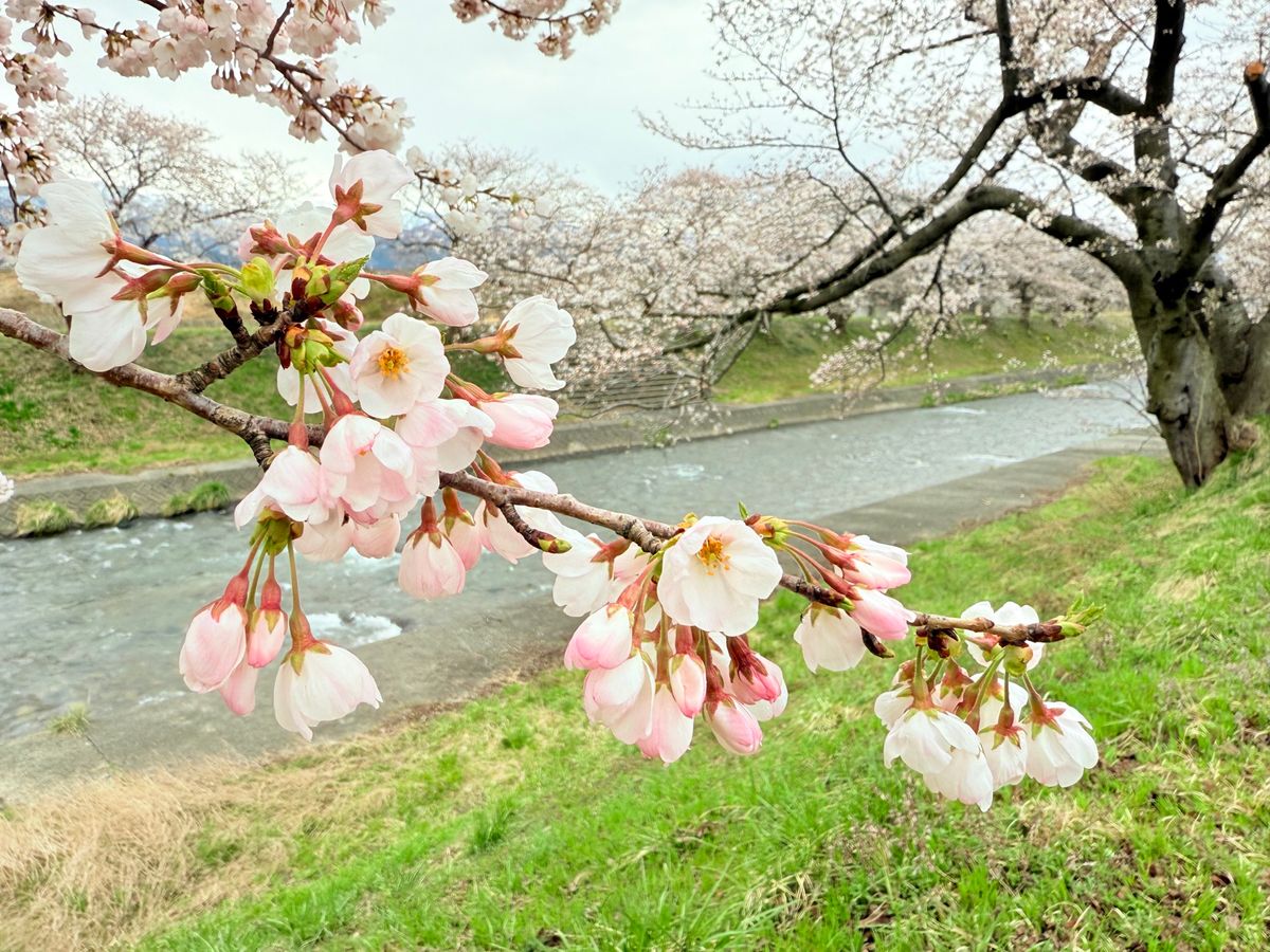 2日目は目的の春の四重奏！あいにくの曇り空。そして二重奏。けど立山連峰バッ...