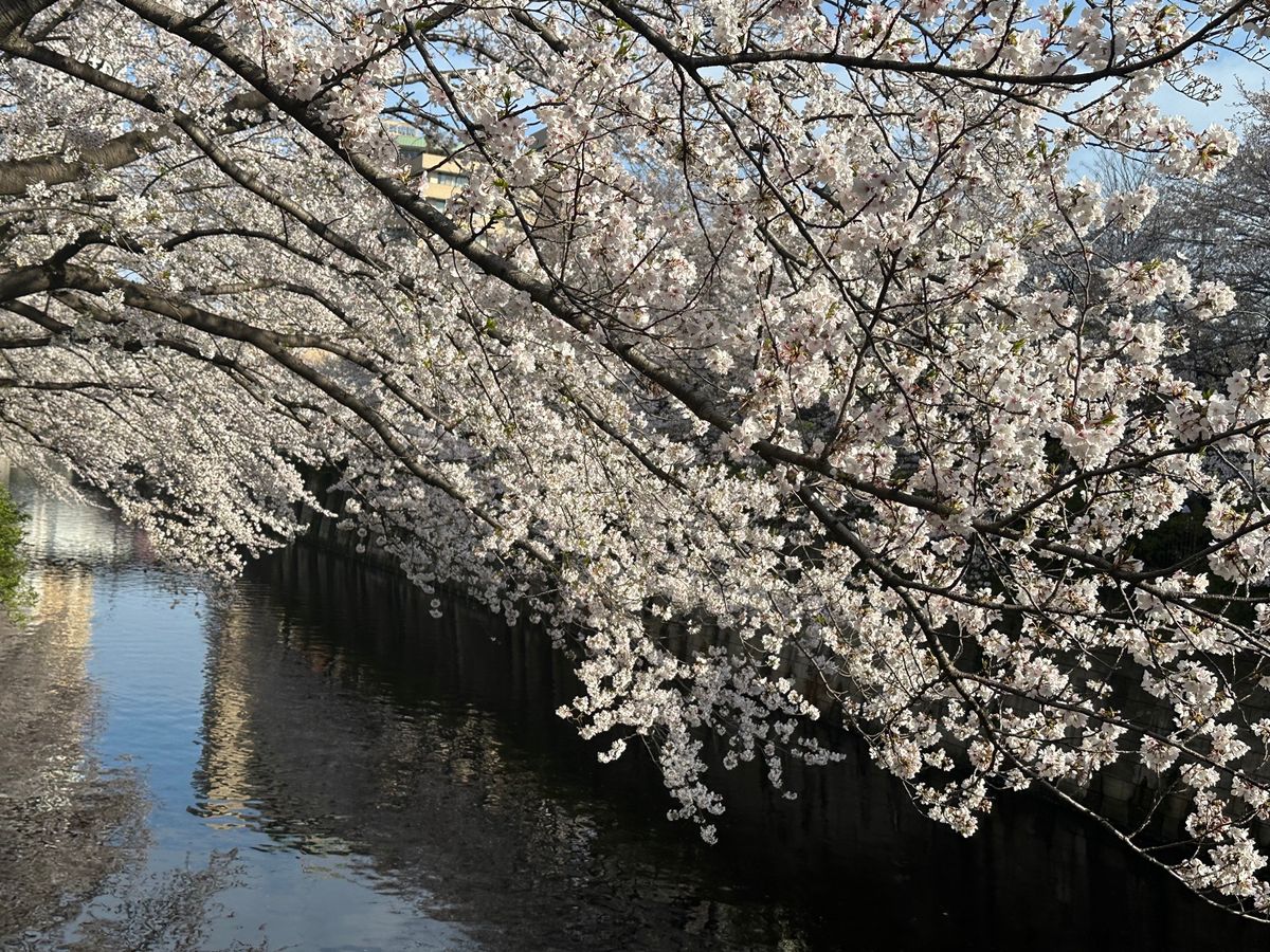 4/6 目黒川桜まつり