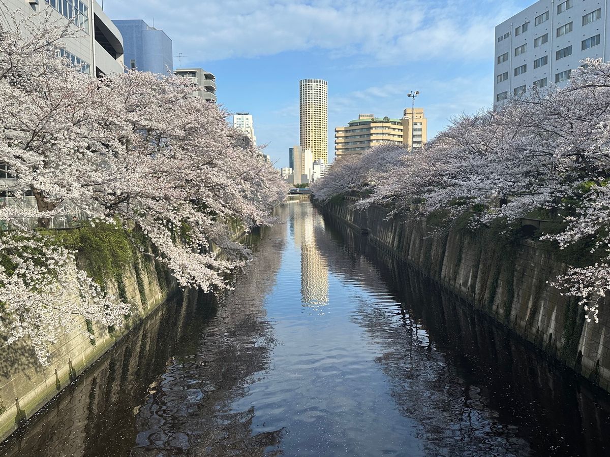 4/6 目黒川桜まつり