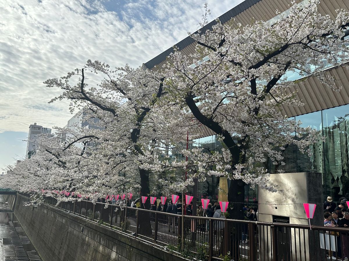 4/6 目黒川桜まつり