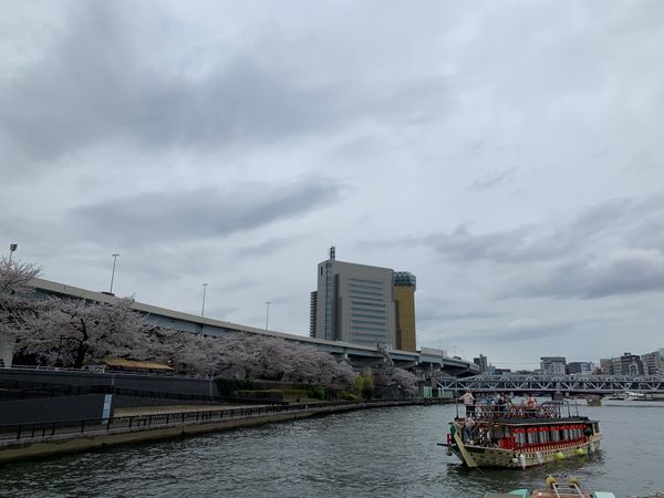 日本「屋形船からの花見」の写真