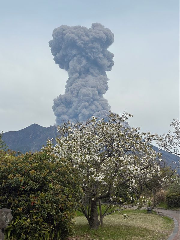 日本・霧島神宮「鹿児島　2025.04」の写真