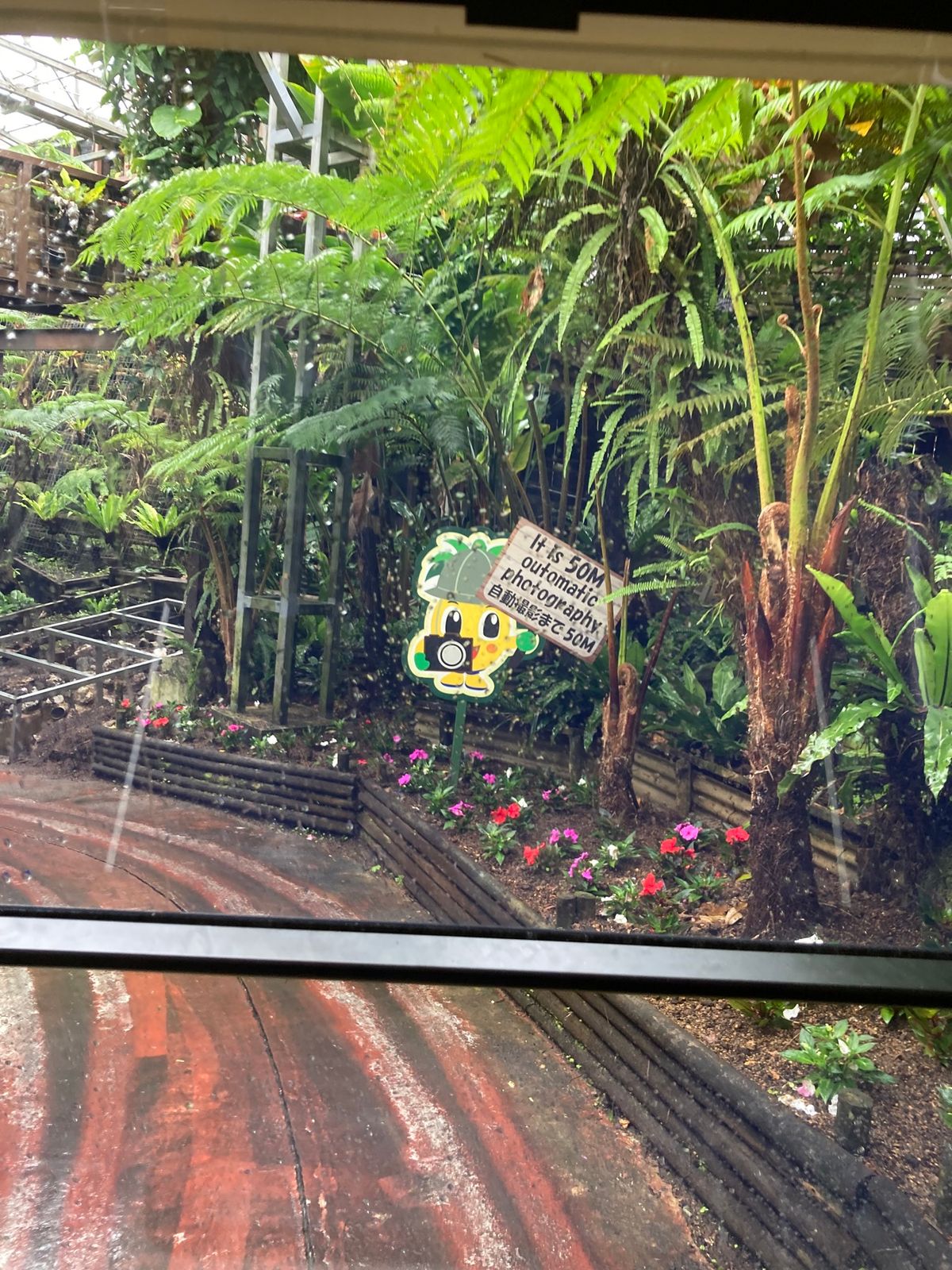 ナゴパイナップルパークに行きました。
ここ、入るまでがながーい！
駐車場か...