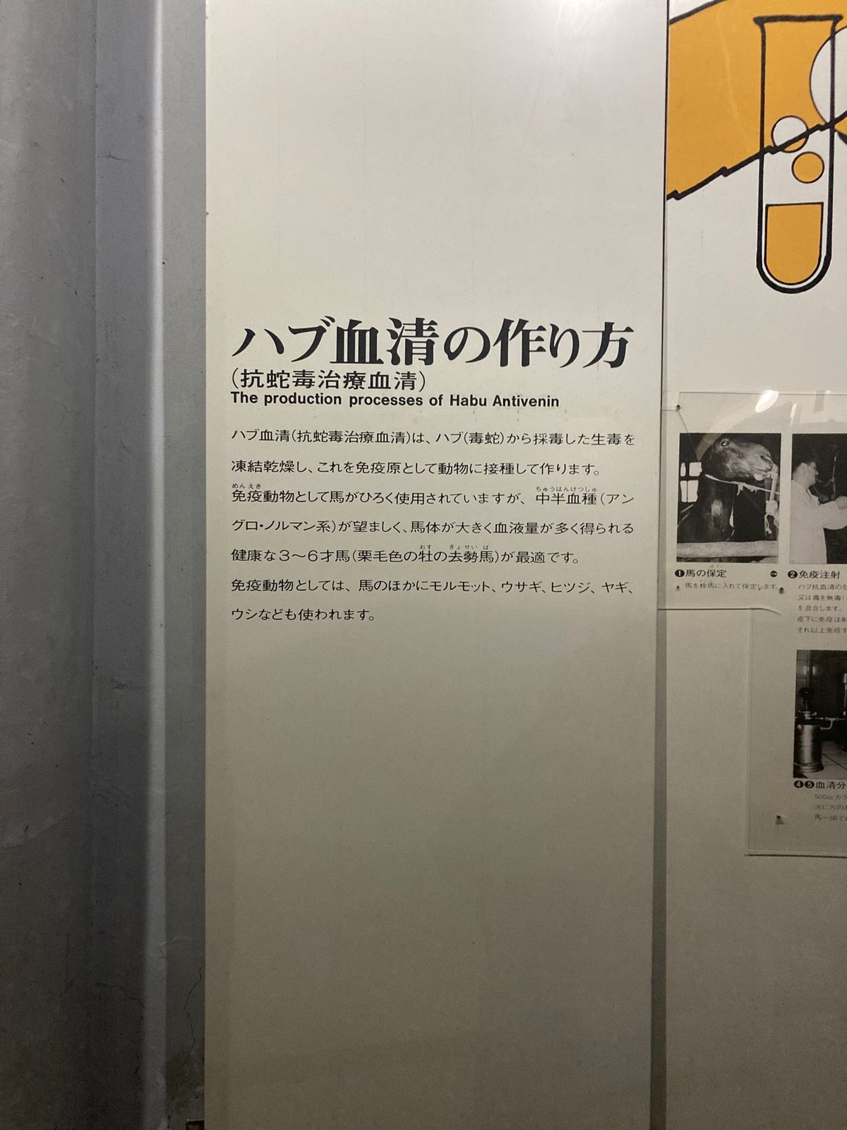 おきなわワールドにある、ハブについての資料いろいろ。