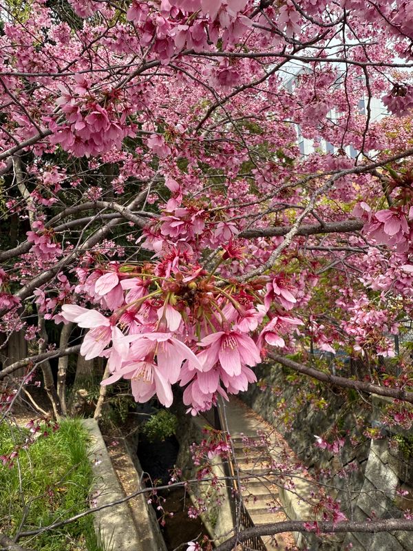 日本・京都「(2025.4)京都女子旅」の写真