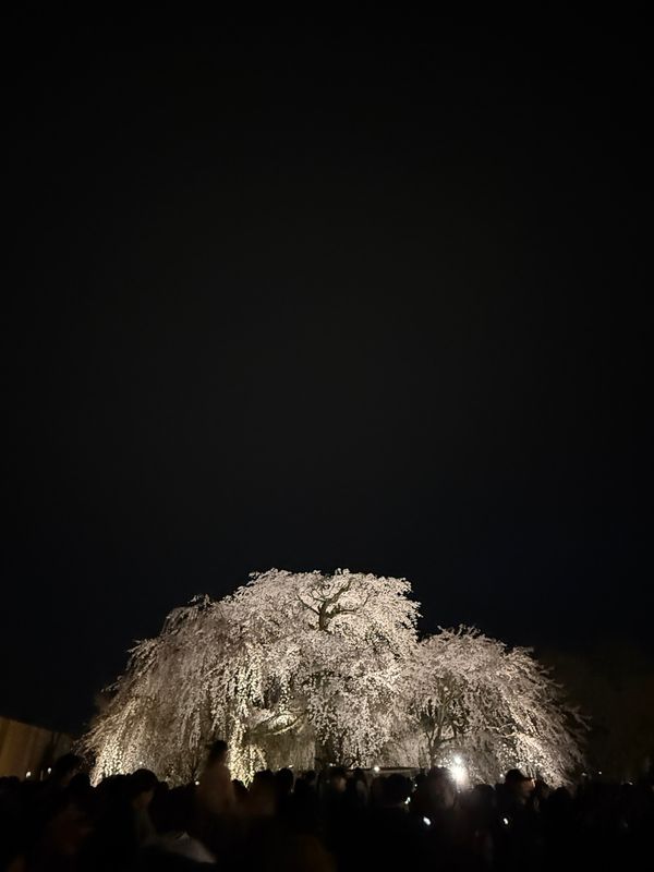 日本・京都「(2025.4)京都女子旅」の写真