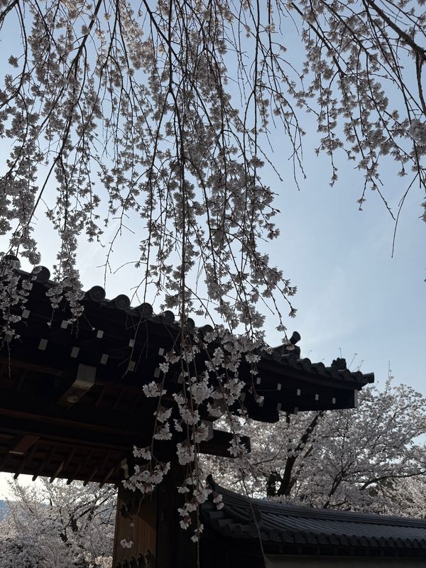 日本・京都「(2025.4)京都女子旅」の写真：早朝拝観