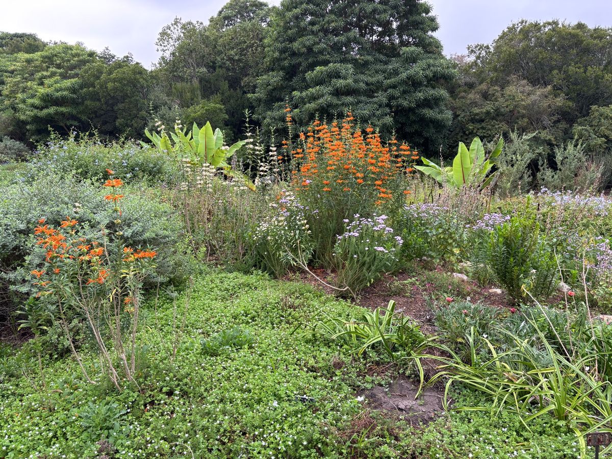 カーステンボッシュ・ナショナル・ボタニカル・ガーデンへ行きました。大変広い...