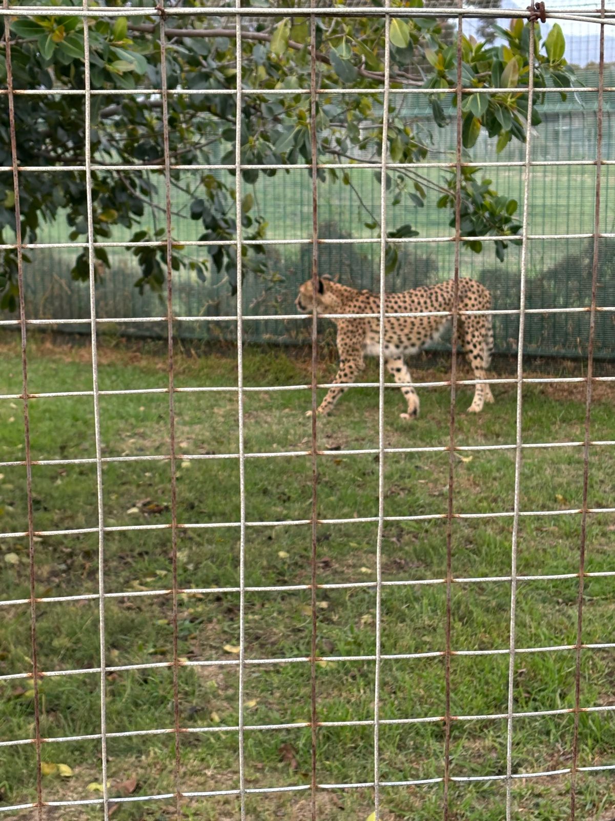 Cheetah Outreachへ行きました。保護されたチーターが飼育され...