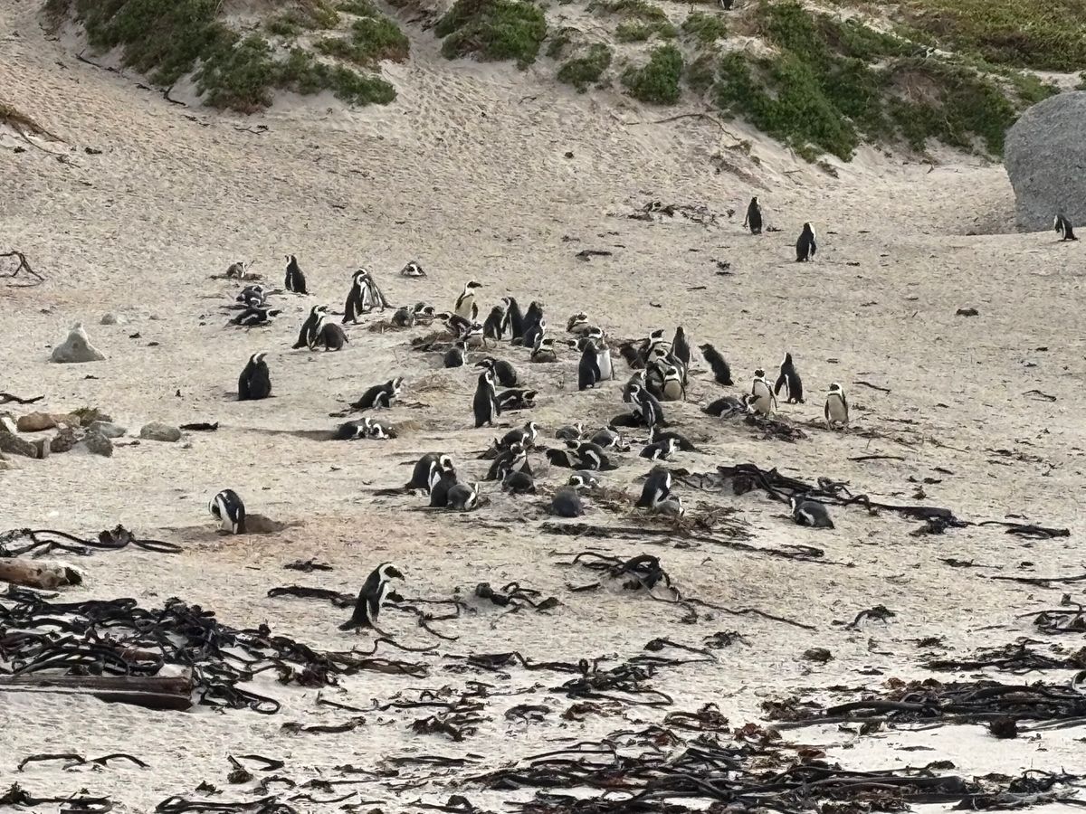 ボルダーズビータでペンギンを見ました。雨が降っていたので、人は少なくすぐに...