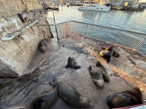 ロベン島から船で帰って来ると、アザラシたちがお出迎えをしてくれました。明日...