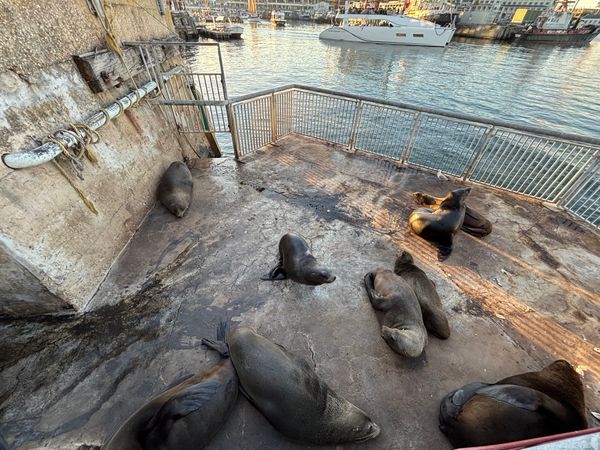 南アフリカ・喜望峰「ケープタウン旅行」の写真：ロベン島から船で帰って来ると、アザラシた...